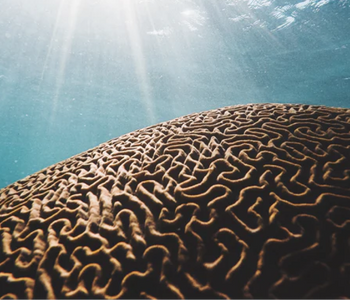 Ketone bodies and brain health: what is there to know? - Part 1